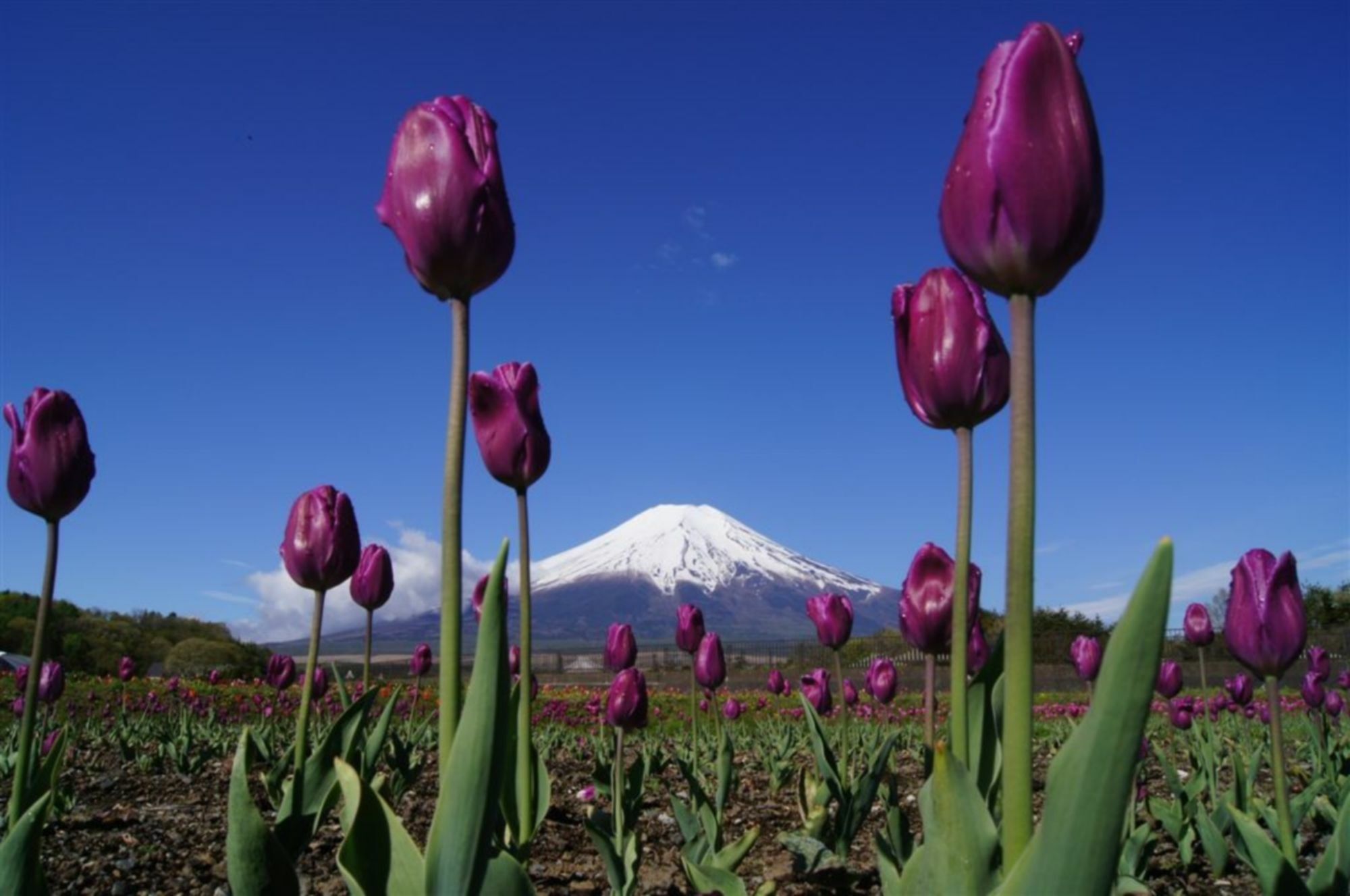 Zero-Project Japan Guesthouse 山中湖村 エクステリア 写真